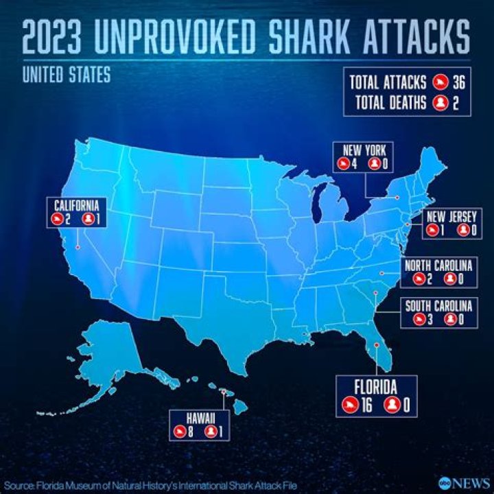 Beware: Recent Shark Attacks Haunt Hilton Head In 2024