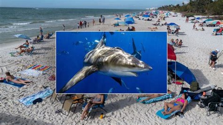 Shark Attacks Near Hilton Head 2024: Are You At Risk?