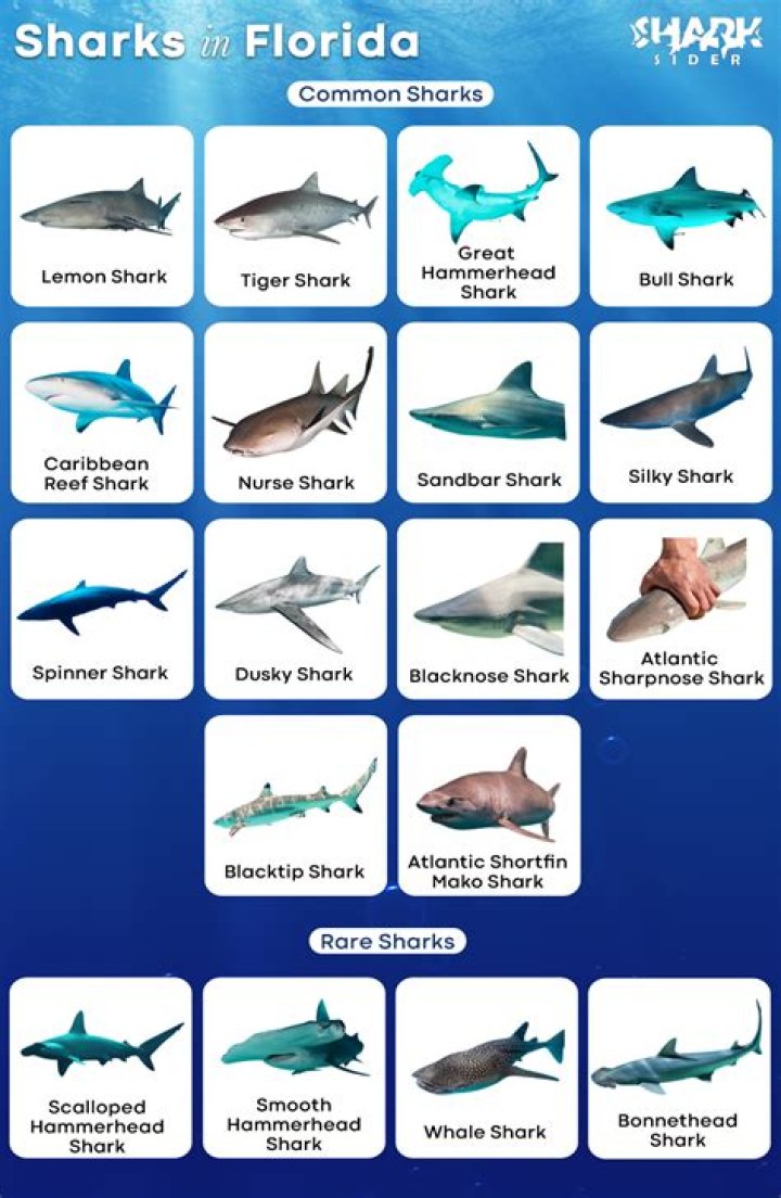 Sharks In Korean Waters: A Comprehensive Guide