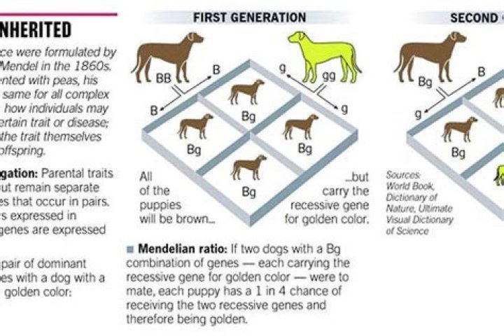 The Essential Guide To Breeding Dogs Successfully