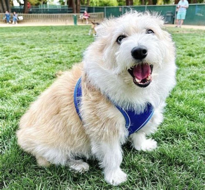 Undeniably Adorable Corgidoodles: The Perfect Companion