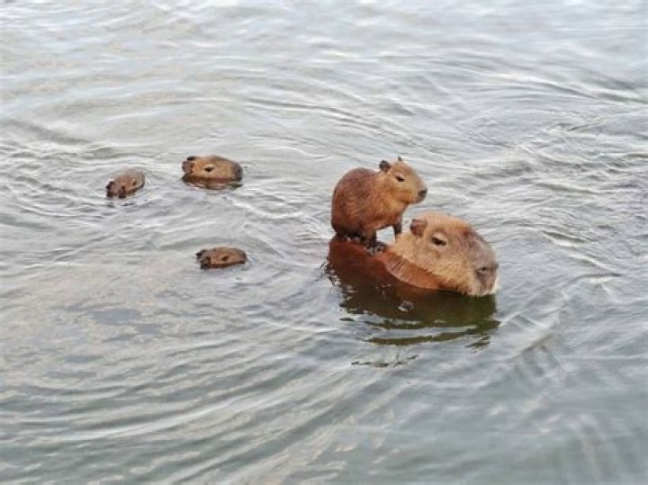 Watch Capybaras Live: Your Ultimate Capybara Cam Experience